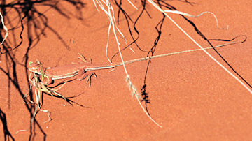Wallpaper thumb: Long-tailed Sand Dragon